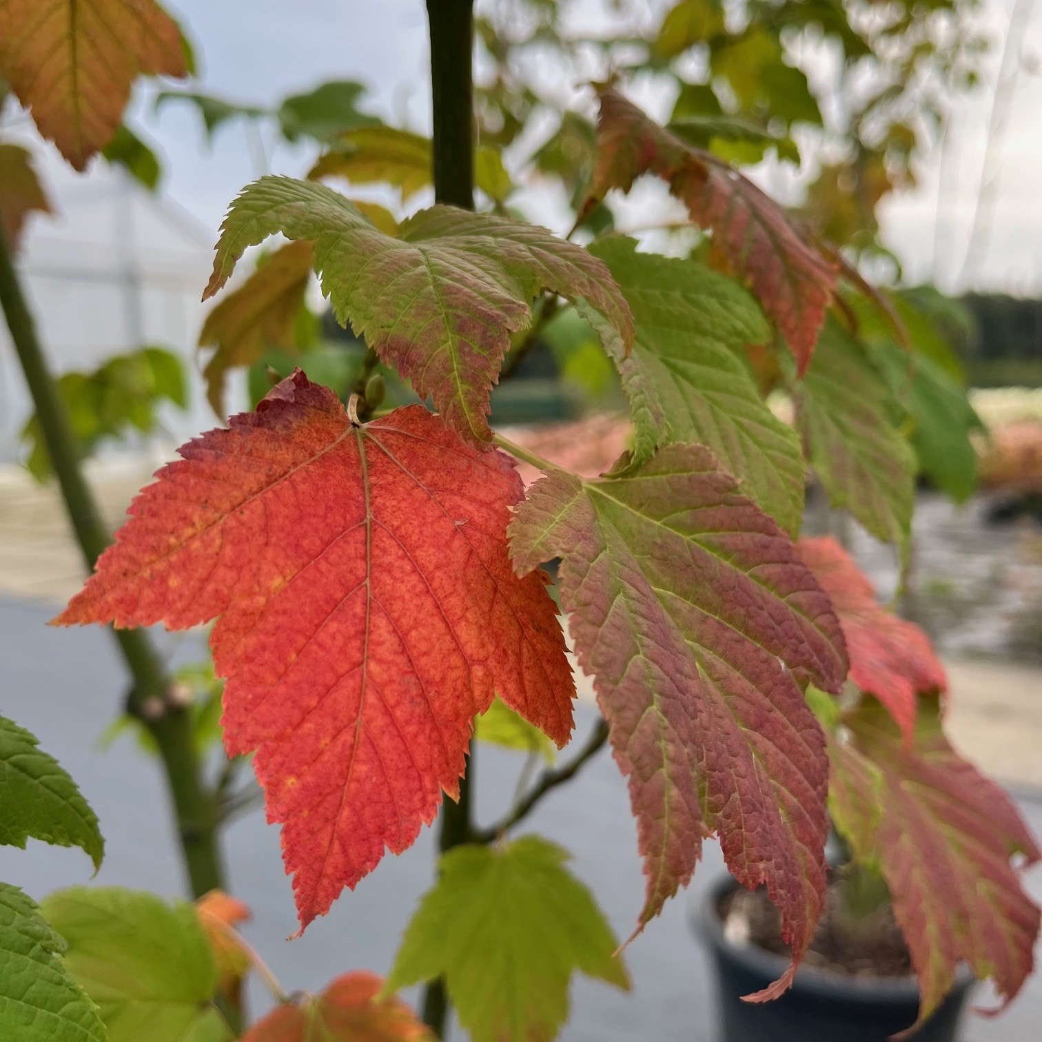 ACER CAPILLIPES - Afbeelding 4