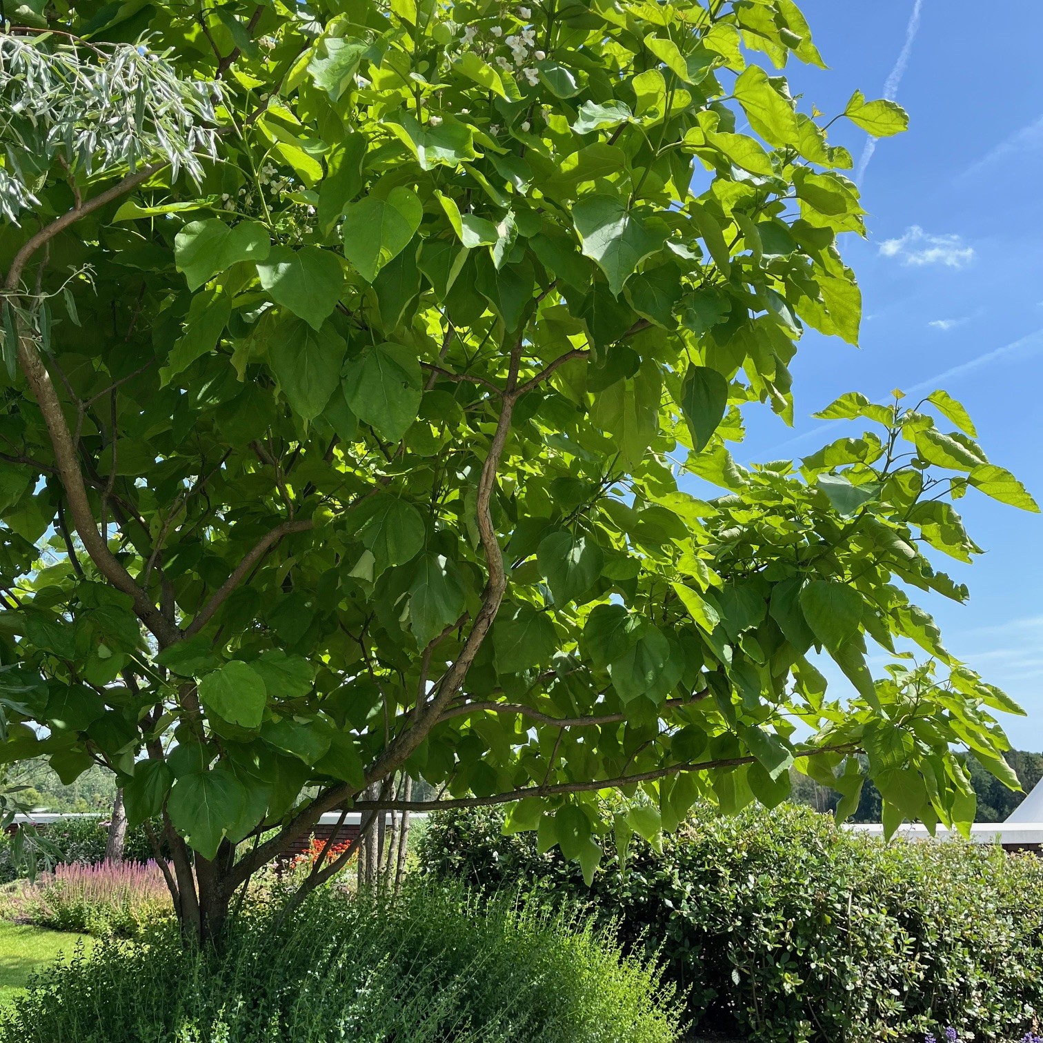 CATALPA BIGNONIOIDES