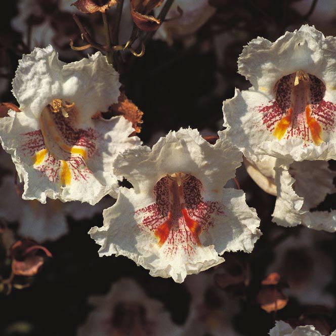 CATALPA BIGNONIOIDES - Afbeelding 4