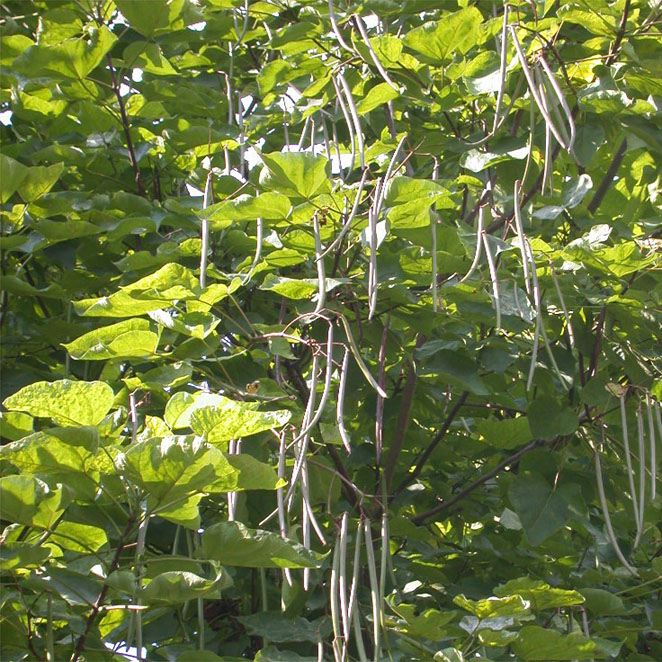 CATALPA BIGNONIOIDES - Afbeelding 2