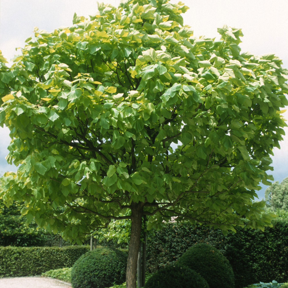 CATALPA BIGNONIOIDES - Afbeelding 3