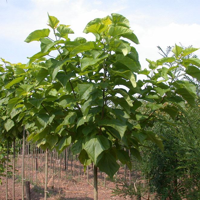 CATALPA BIGNONIOIDES 'AUREA' - Afbeelding 4