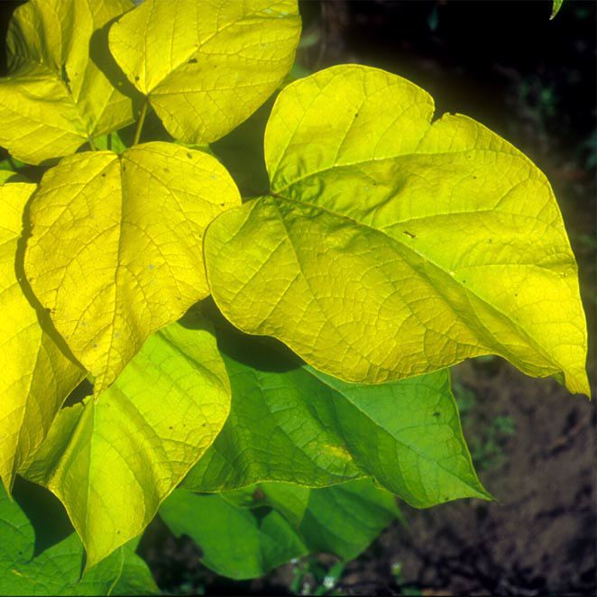 CATALPA BIGNONIOIDES 'AUREA'