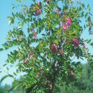 ROBINIA MARGARETTA 'CASQUE ROUGE'