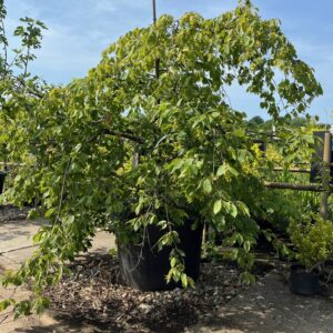 CARPINUS BETULUS  'PENDULA'
