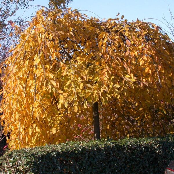 CARPINUS BETULUS  'PENDULA' - Afbeelding 3