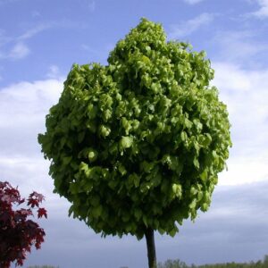 CARPINUS BETULUS 'COLUMNARIS'