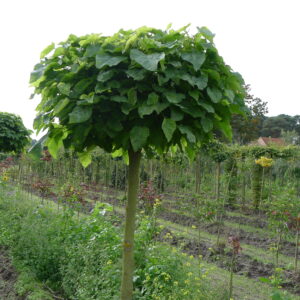 CATALPA BIGNONIOIDES 'BUNGEI'