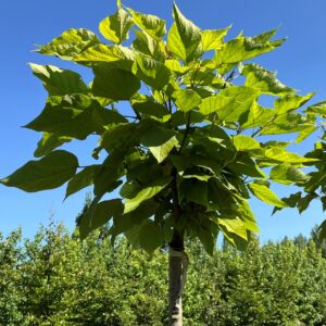 CATALPA BIGNONIOIDES 'BUNGEI'