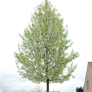 PYRUS CALLERYANA 'CHANTICLEER'