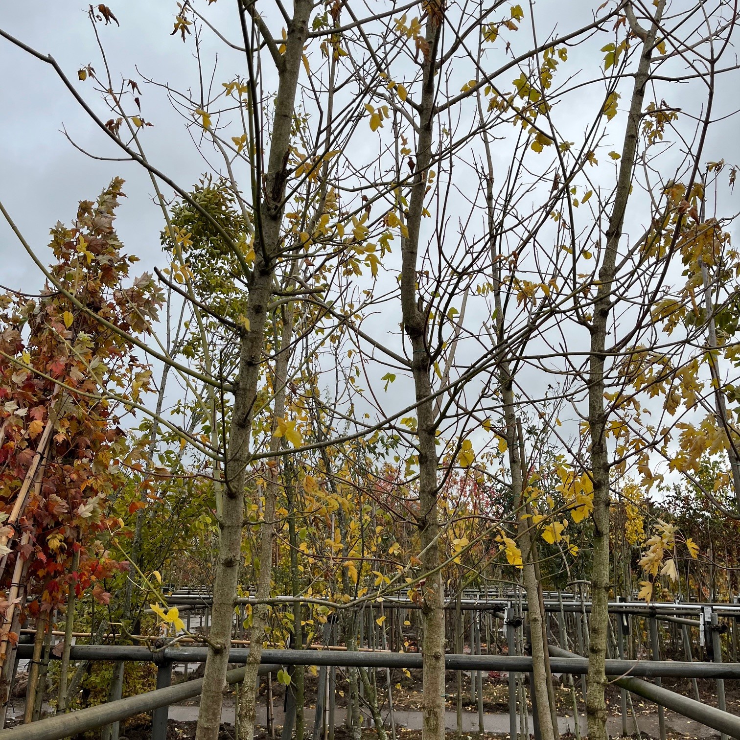 ACER NEGUNDO - Afbeelding 2