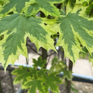 ACER PLATANOIDES 'DRUMMONDII'