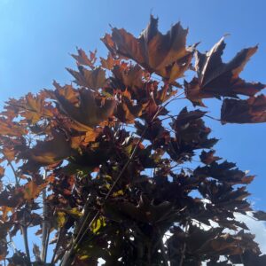 ACER PLATANOIDES 'FAASSEN'S BLACK'