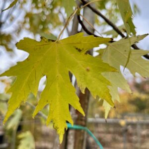 ACER SACCHARINUM  'ELEGANT'