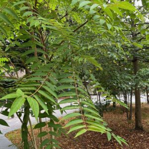 AILANTHUS ALTISSIMA