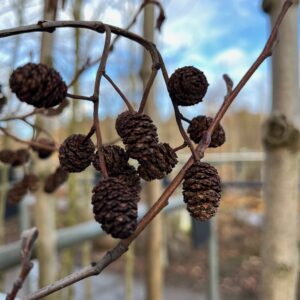 ALNUS CORDATA