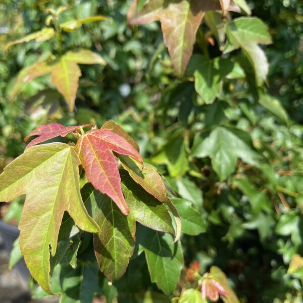 ACER BUERGERIANUM - Afbeelding 4