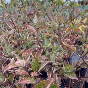 CORNUS ALBA 'GOUCHAULTII'