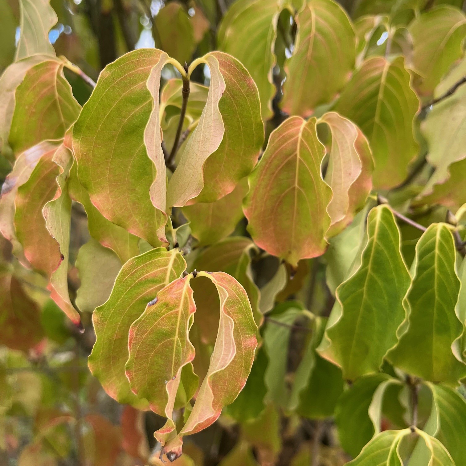 CORNUS KOUSA - Afbeelding 3