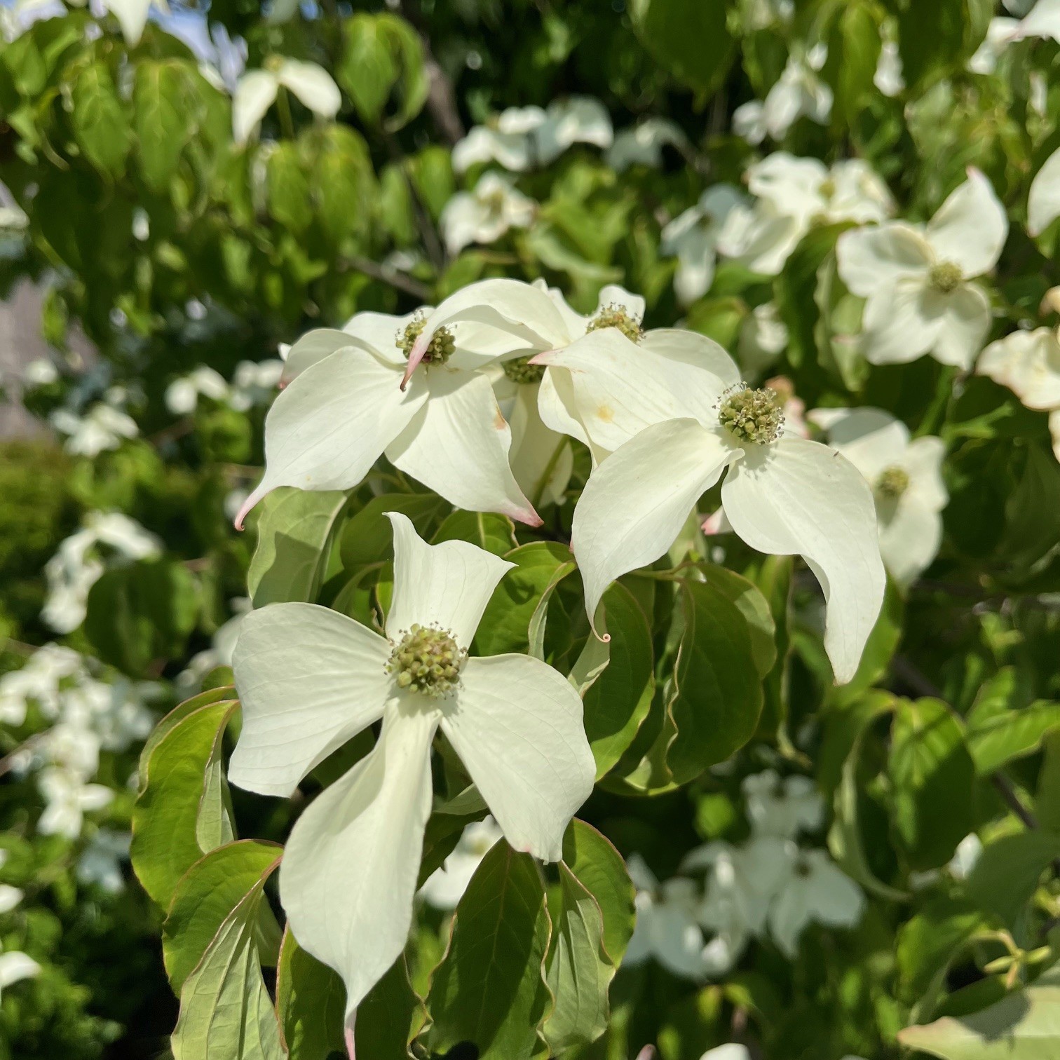 CORNUS KOUSA - Afbeelding 2