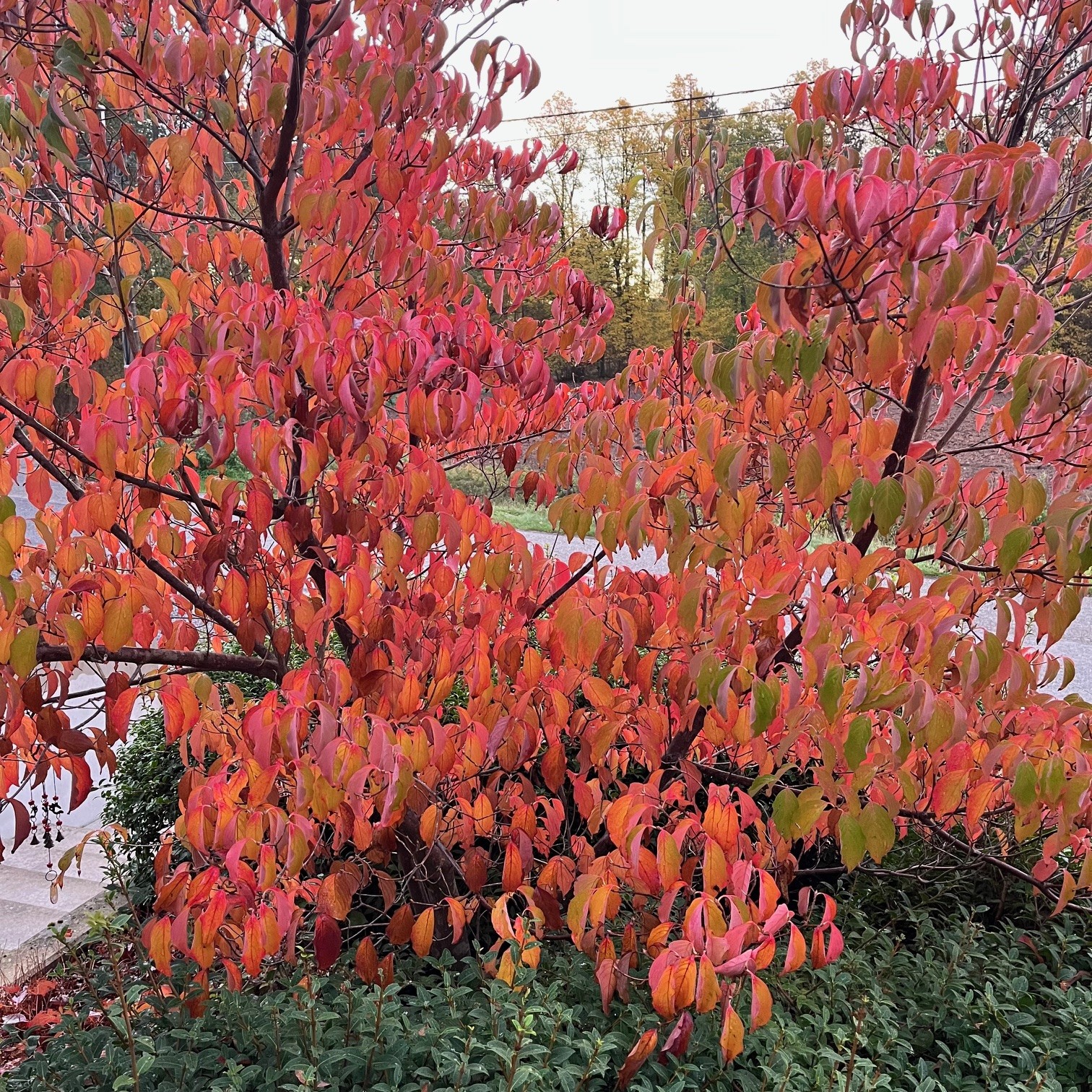 CORNUS KOUSA - Afbeelding 4