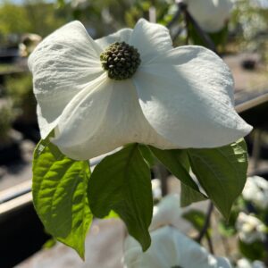 CORNUS 'EDDIE'S WHITE WONDER'