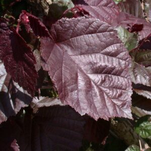 CORYLUS MAXIMA 'PURPUREA'