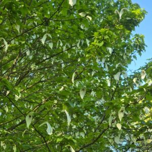 DAVIDIA INVOLUCRATA VAR. VILMORINIANA