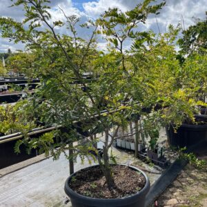 GLEDITSIA TRIACANTHOS 'SUNBURST'