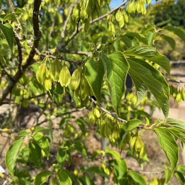 HALESIA MONTICOLA