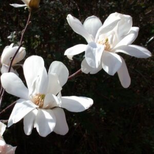 MAGNOLIA LOEBNERI 'MERRILL'