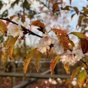 PRUNUS SUBHIRTELLA 'AUTUMNALIS ROSEA'
