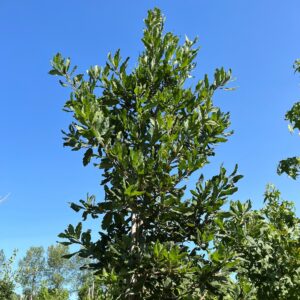 QUERCUS TURNERI