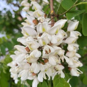 ROBINIA PSEUDOACACIA