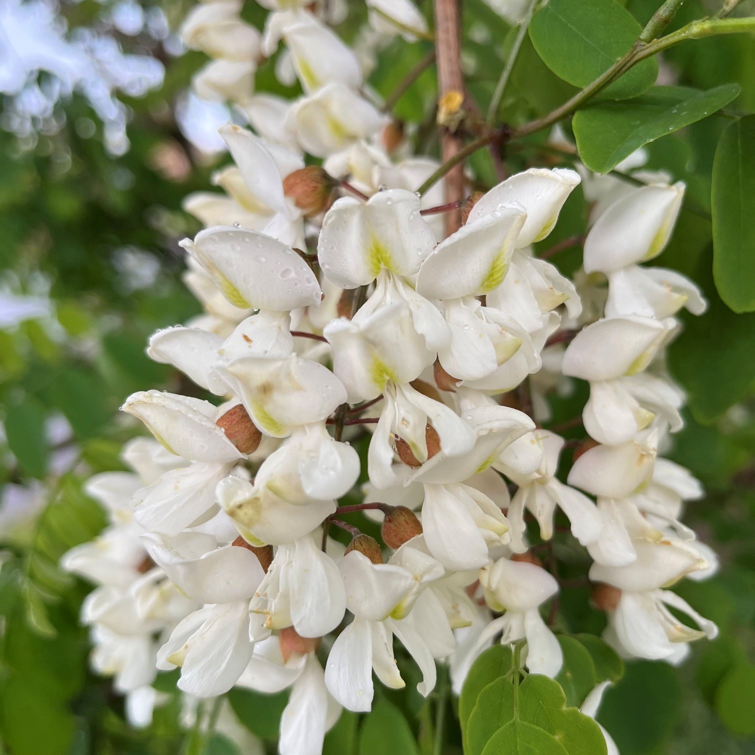 ROBINIA PSEUDOACACIA