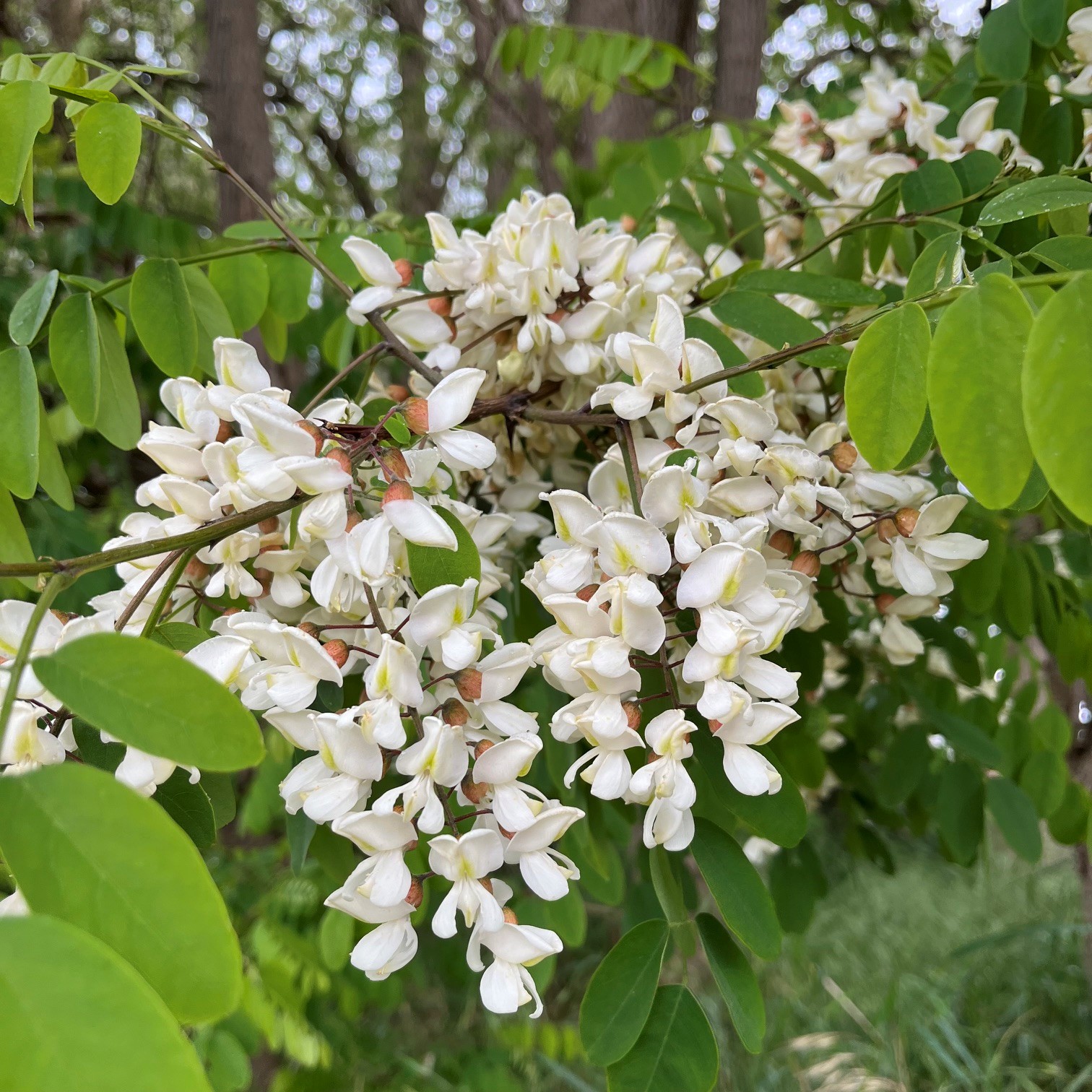 ROBINIA PSEUDOACACIA - Afbeelding 3