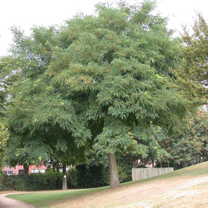 ROBINIA PSEUDOACACIA - Afbeelding 4