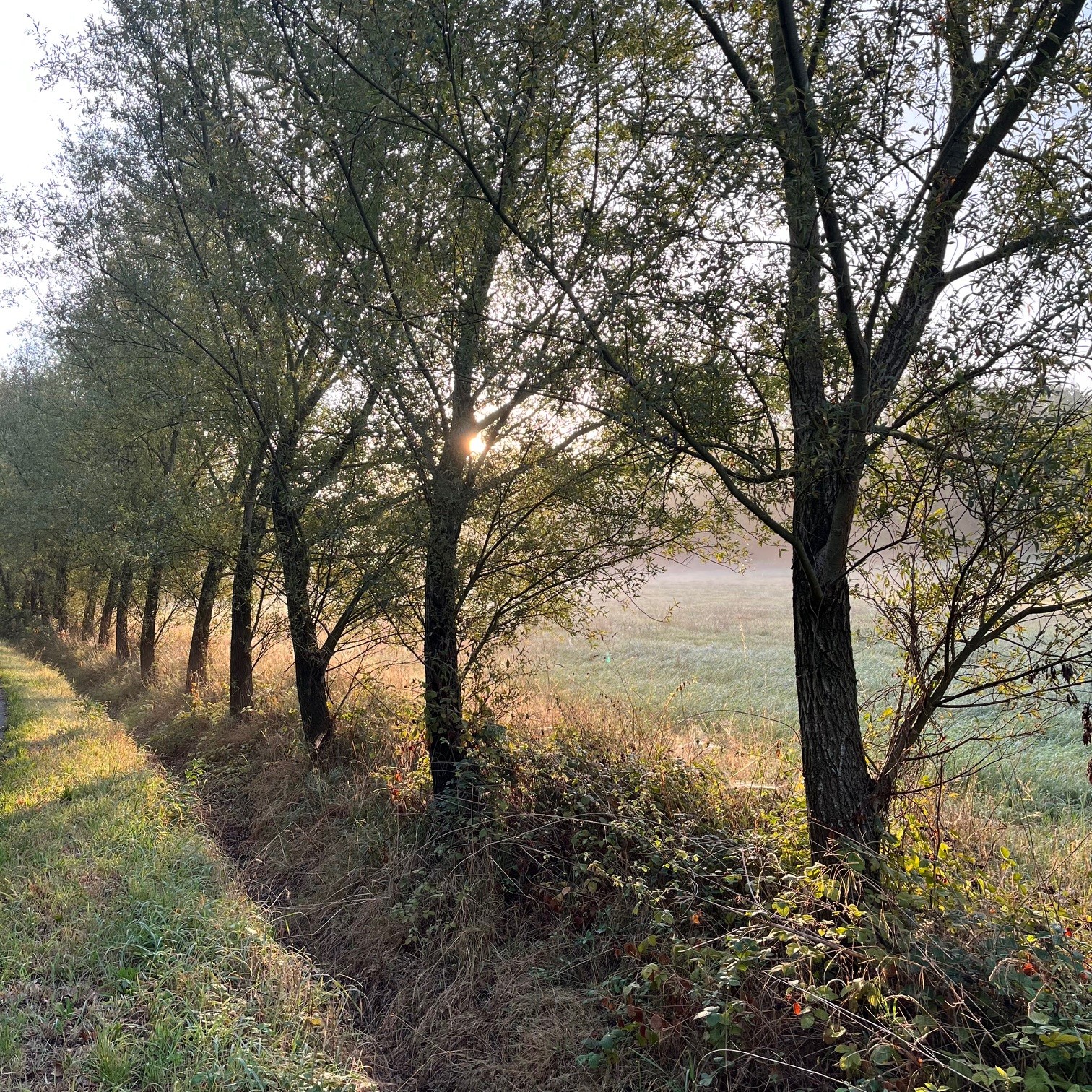 SALIX ALBA 'LIEMPDE'