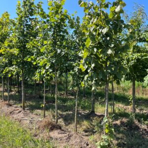 TILIA PLATYPHYLLOS