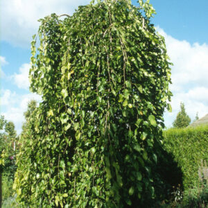 MORUS ALBA 'PENDULA'