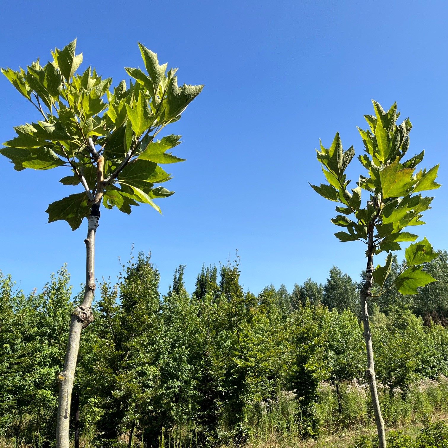 PLATANUS HISPANICA 'ALPHEN'S GLOBE' - Afbeelding 3