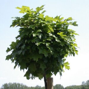 QUERCUS PALUSTRIS 'GREEN DWARF'