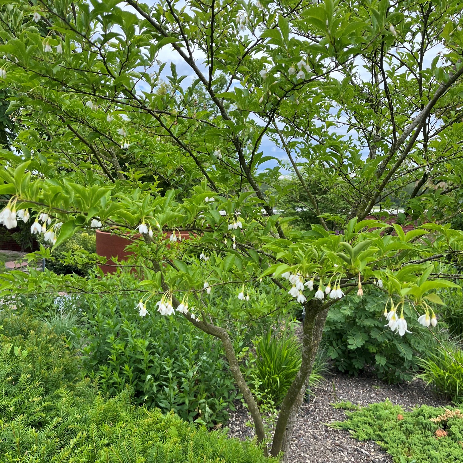 STYRAX JAPONICA