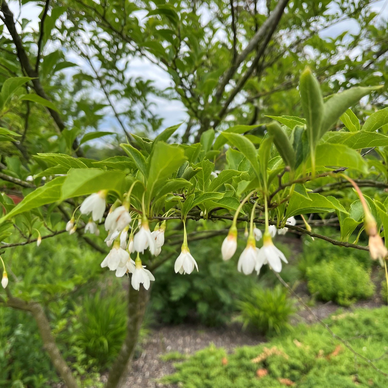 STYRAX JAPONICA - Afbeelding 2