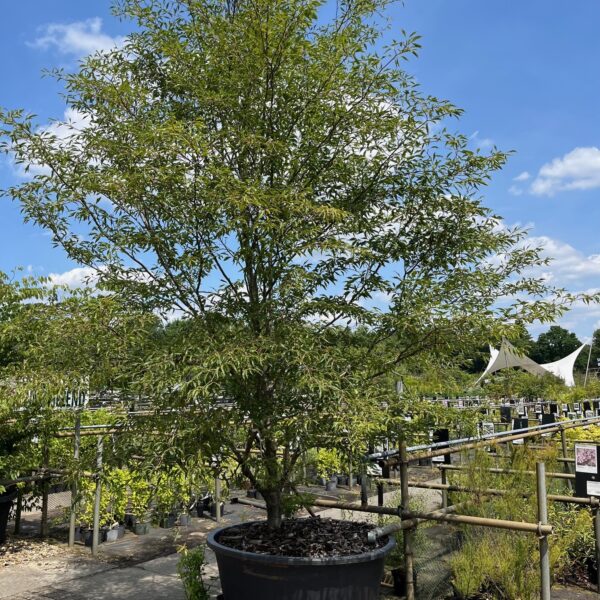 FAGUS SYLVATICA 'ASPLENIIFOLIA'