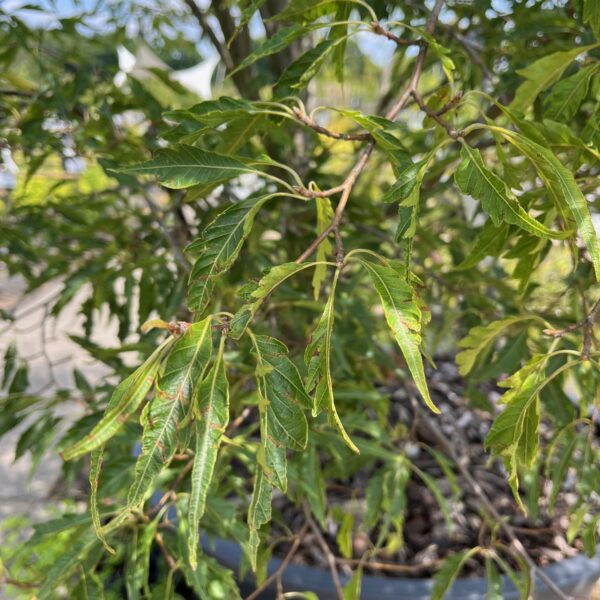 FAGUS SYLVATICA 'ASPLENIIFOLIA' - Afbeelding 4