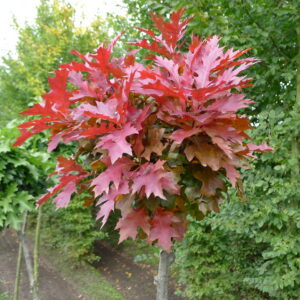 QUERCUS RUBRA 'HAAREN'