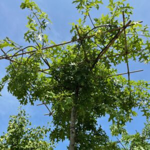 QUERCUS PALUSTRIS