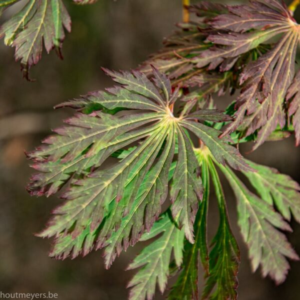 ACER JAPONICUM 'ACONITIFOLIUM' - Afbeelding 2