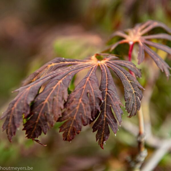 ACER JAPONICUM 'ACONITIFOLIUM' - Afbeelding 3